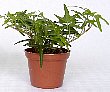 1-hedera-sf.jpg