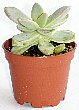 2-guraputopetaramu-p.jpg