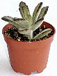 2-karankoe-t.jpg