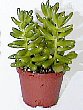 2-sedam-g.jpg