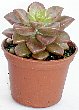 3-guraputopetaramu.jpg
