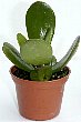 3-kanenonaruki.jpg