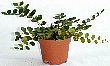 3-peraea.jpg