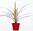 5-d-97-2.jpg