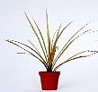5-d-98-2.jpg