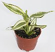 5-d94-sanderiana-v.jpg