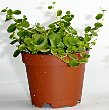 5-peperomia-pp.jpg