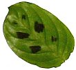 maranta.jpg