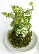 hedera-2.jpg