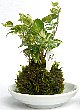 hedera2.jpg