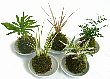koke2-5bu.jpg