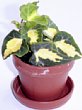 1-hedera-gh.jpg