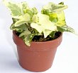 1-hedera-gk.jpg