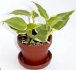 5-peperomia.jpg