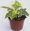 1-hedera-gc.jpg