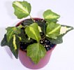 1-hedera-gh.jpg