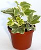 1-hedera-t.jpg