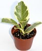 5-peperomia-x.jpg