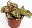 9-fittonia-y.jpg