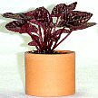 5-peperomia-c.jpg