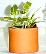 5-peperomia-s.jpg