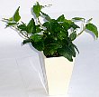 2-hedera-na.jpg