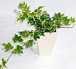 2-hedera-wr.jpg