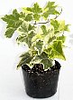 1-hedera-gc.jpg