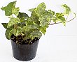 1-hedera-gd.jpg