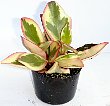 5-peperomia-j.jpg