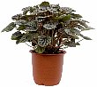 5-peperomia-c.jpg