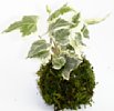 1-hedera-hg.jpg