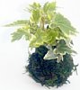 1-hedera-w.jpg