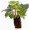 1-hedera-.jpg