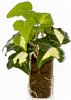 1-hedera-gh.jpg