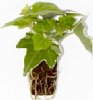 1-hedera-mmm.jpg