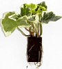 1-hedera-t.jpg