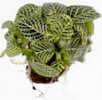 9-fittonia-w.jpg