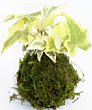 1-hedera-gc.jpg