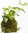1-hedera-gh.jpg